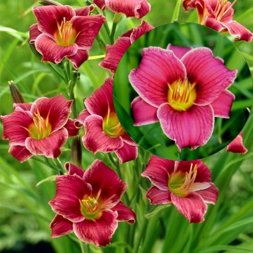 Hemerocallis 'Little Missy' - Päevaliilia 'Little Missy' P9/0,55L 